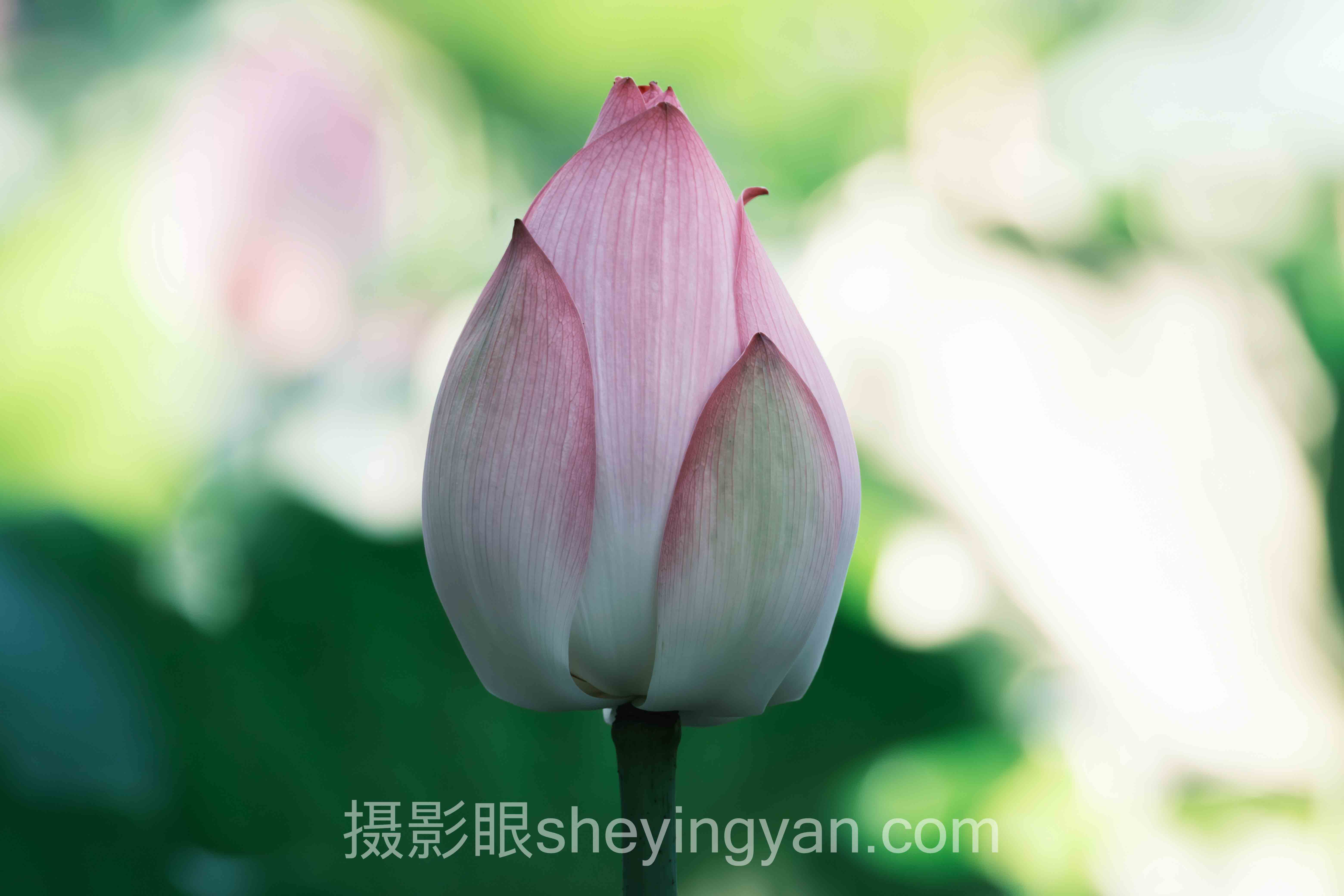 手机摄影照片点评背后隐藏的3大真相
