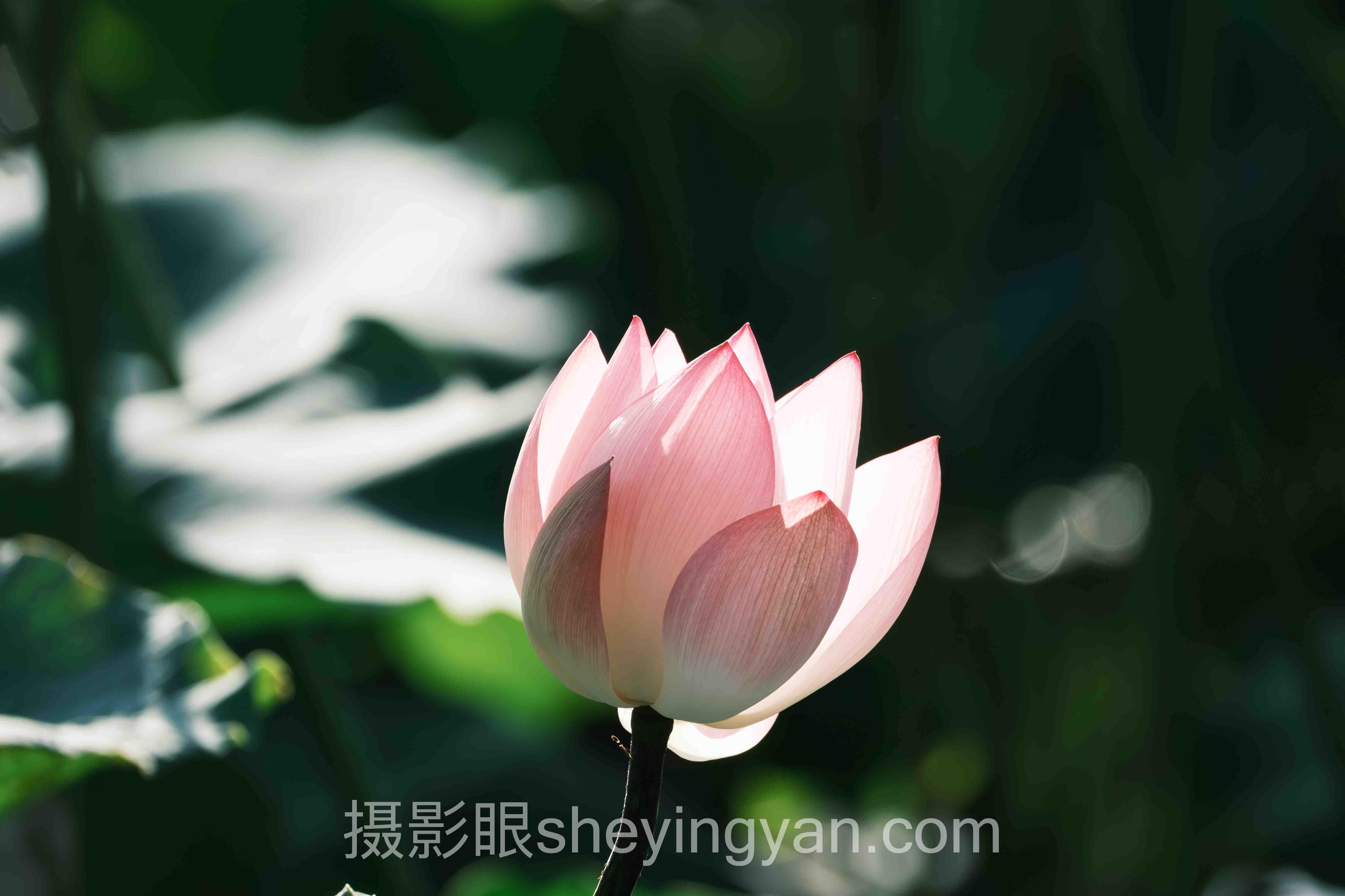 透视照片点评平台：从底层逻辑到发展趋势