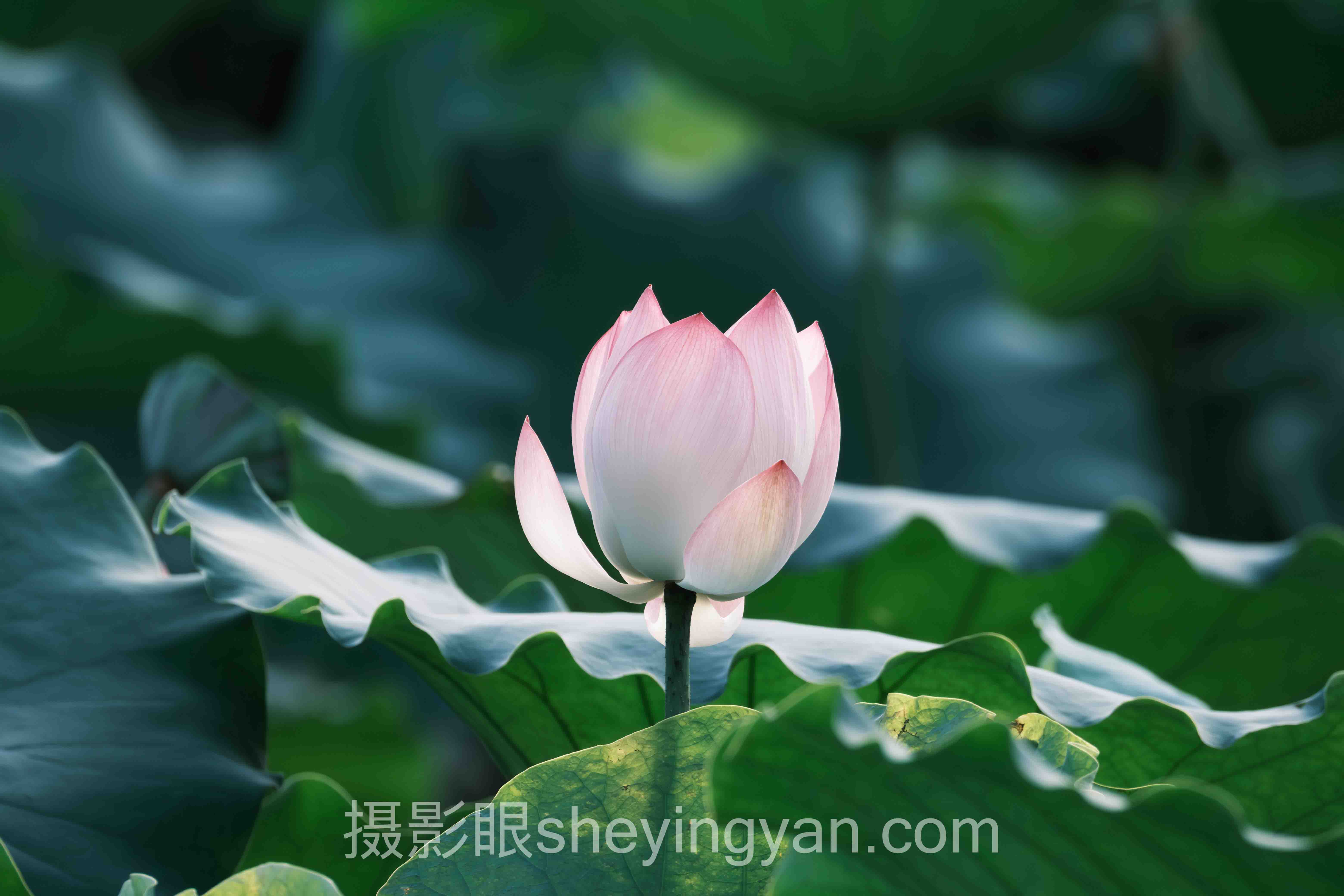手机壁纸实战案例拆解：3个高分案例的共同规律