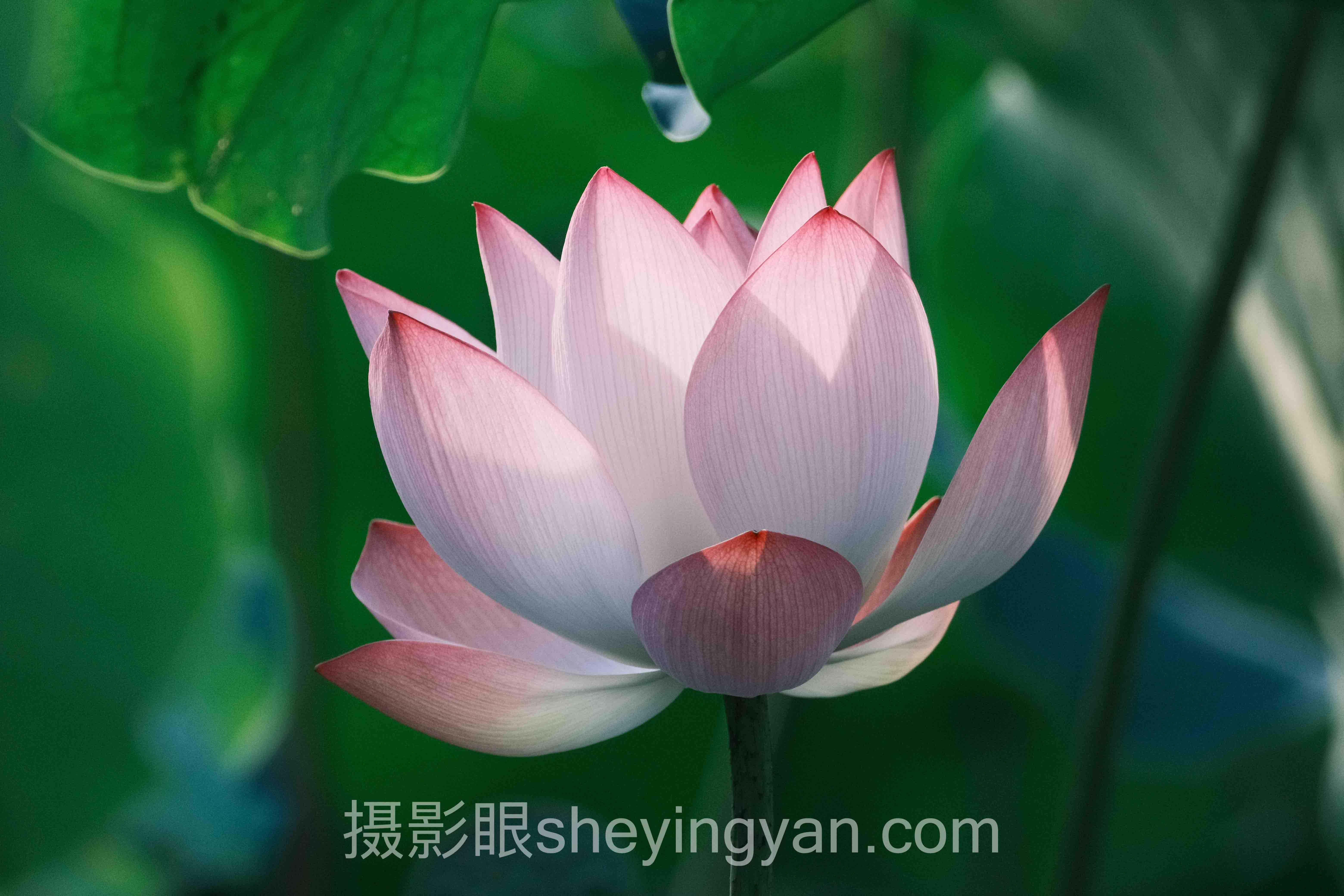 摄影眼官网sheyingyan.com免费试用：3天掌握专业摄影技巧