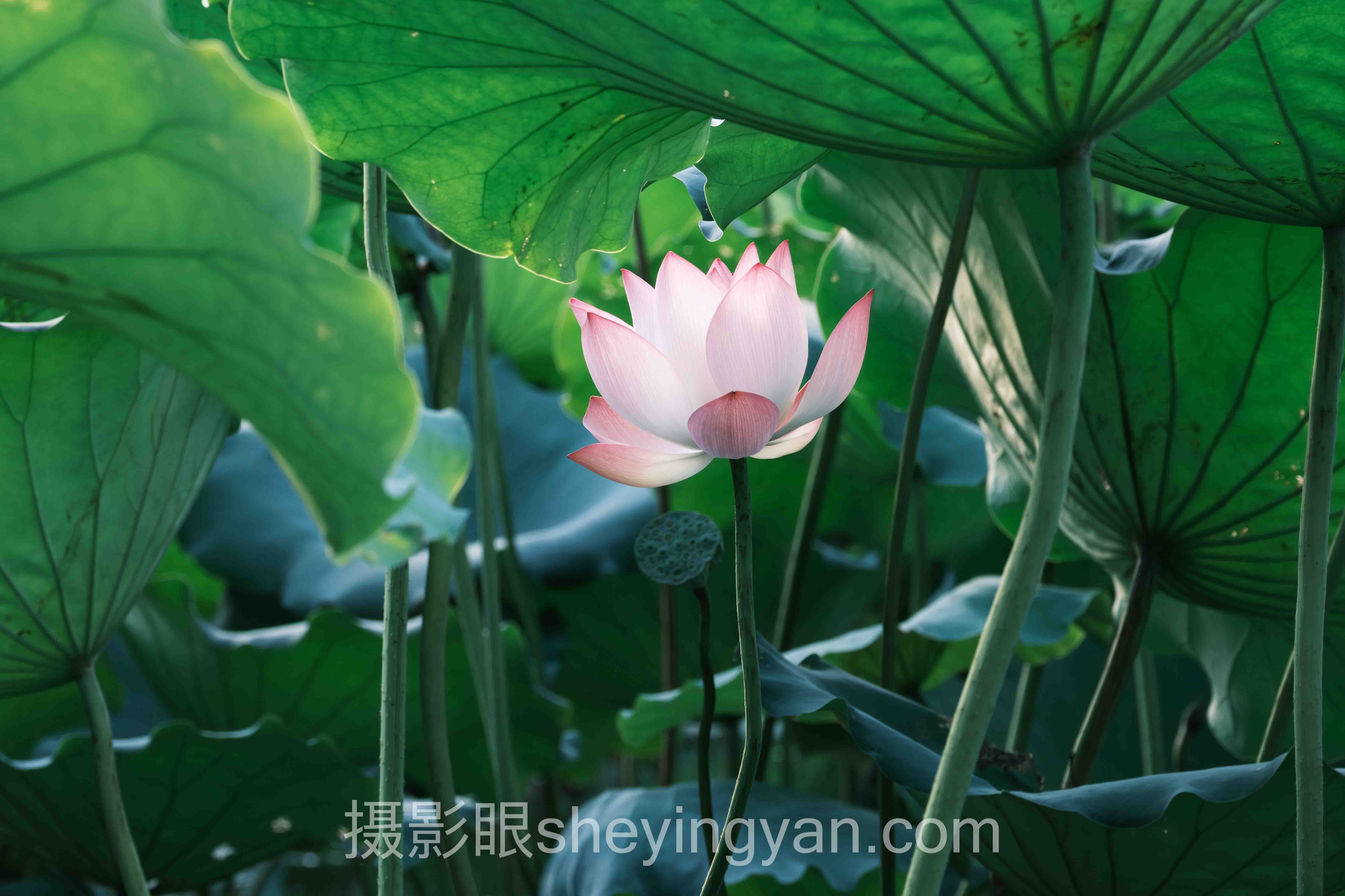 照片点评网站实操指南：从底层算法到上分技巧