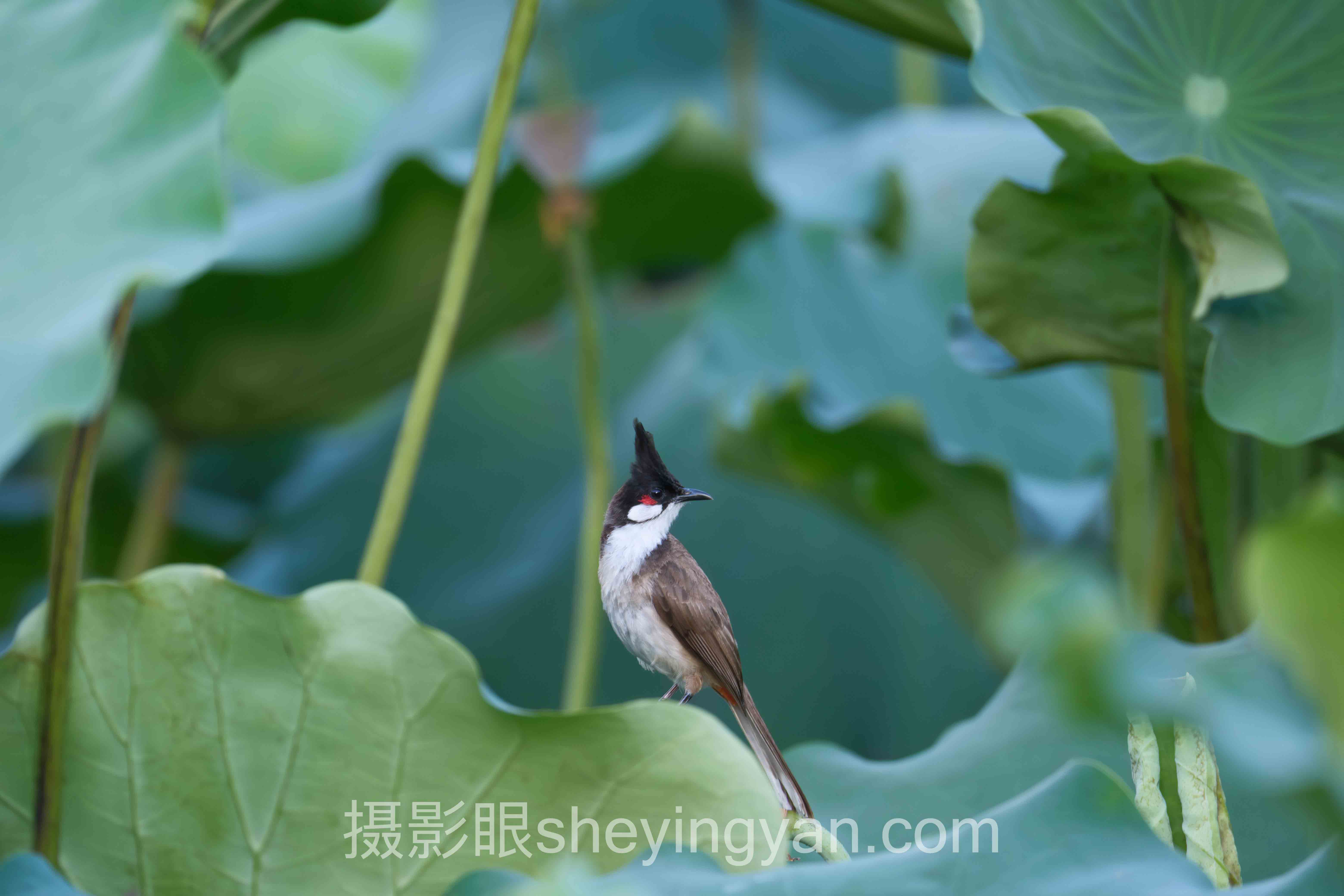 摄影眼官网sheyingyan.com怎么样：全景解读与照片点评平台的破局之道