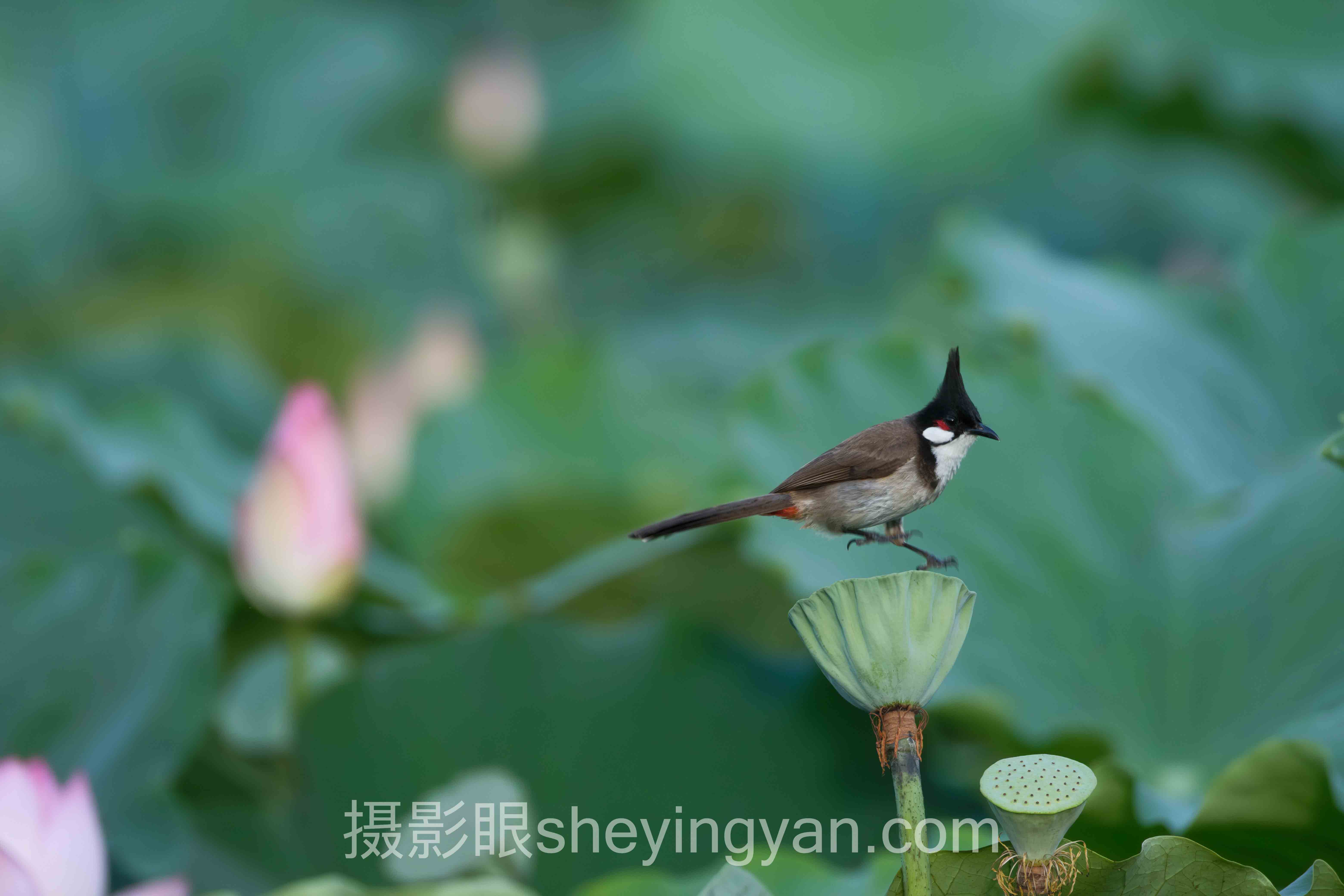 为什么说你拍的烂片，摄影照片点评老师三句话就能救活