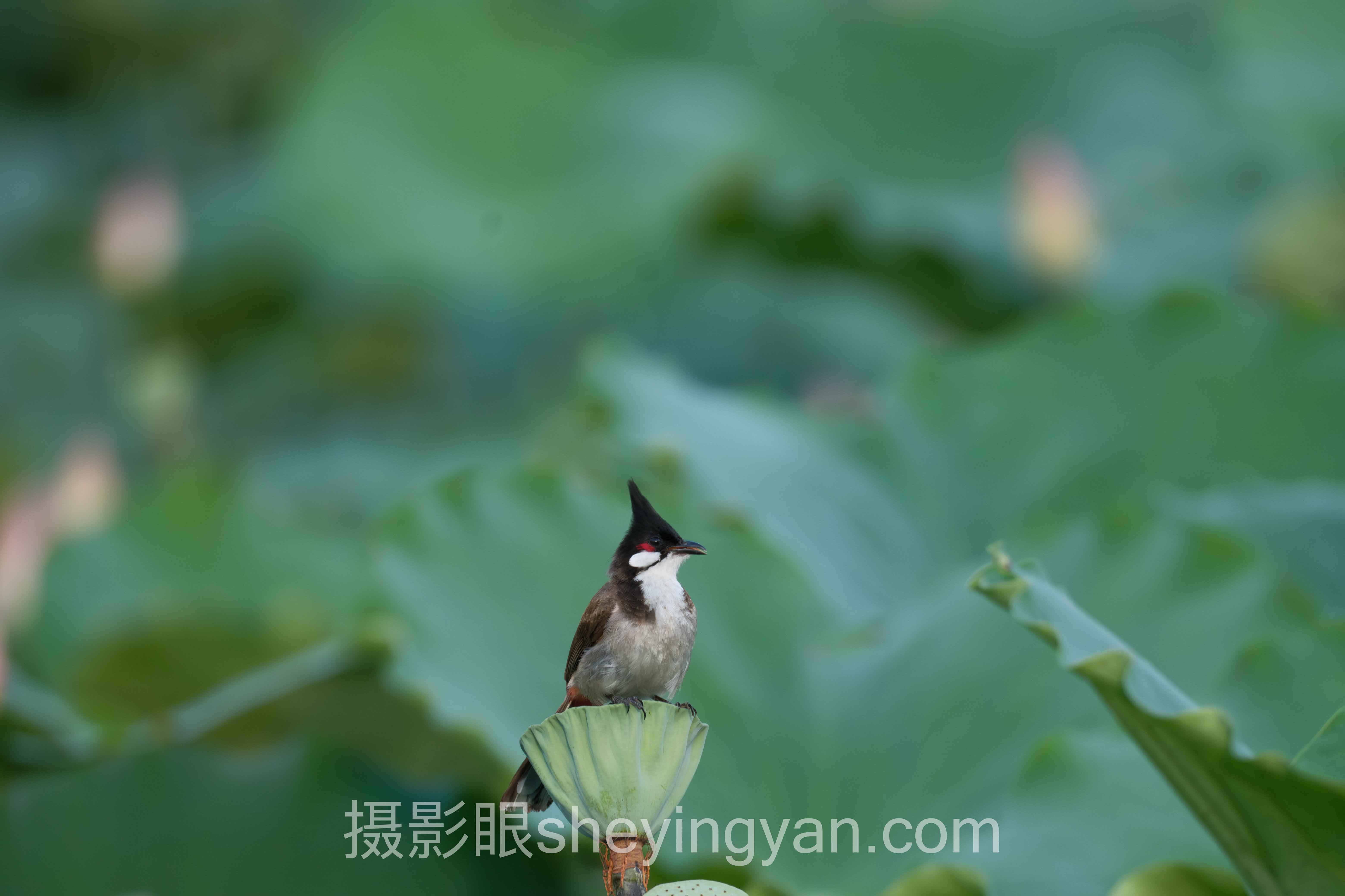 摄影照片点评课程