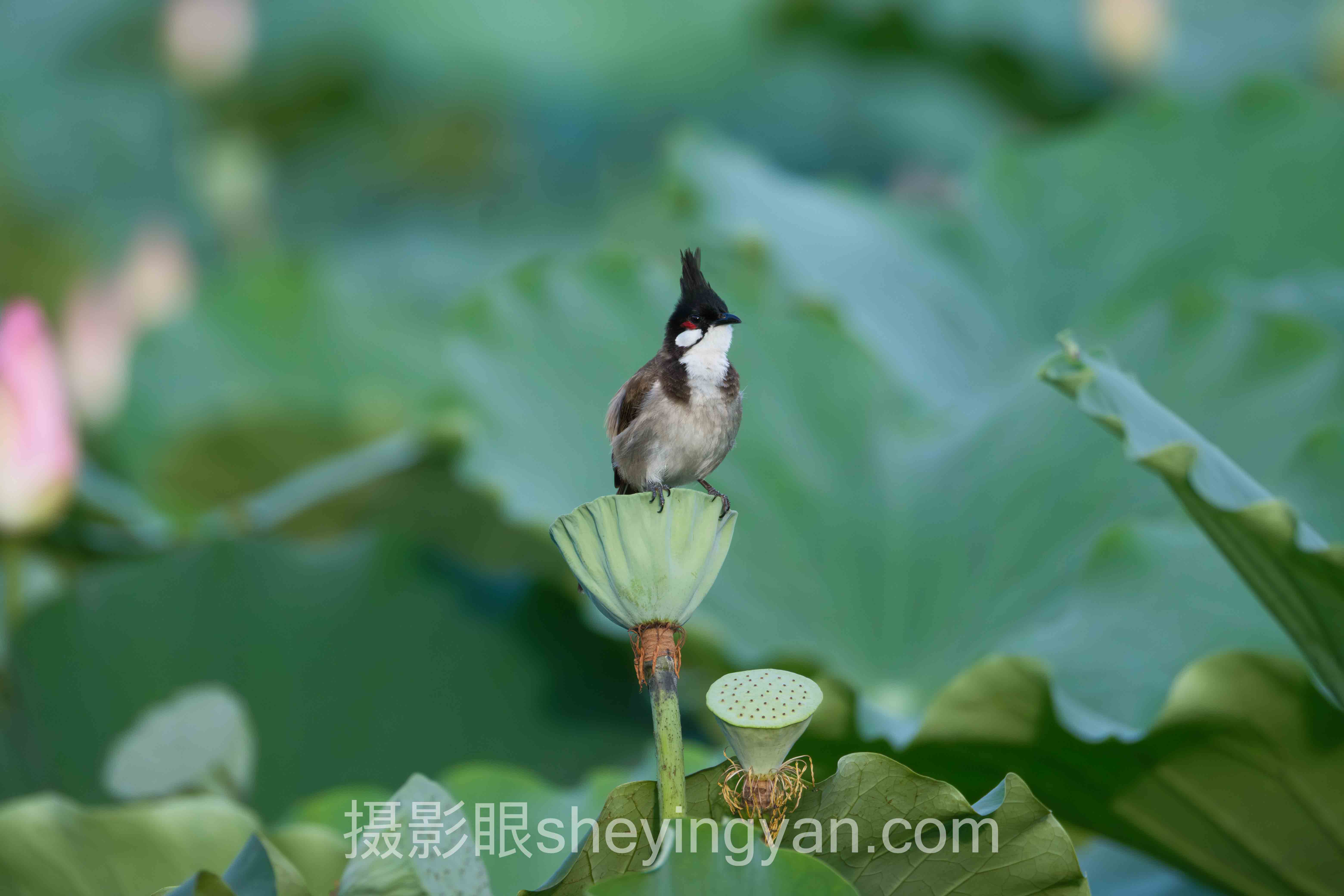 摄影眼官网sheyingyan.com免费试用：3天掌握专业摄影技巧