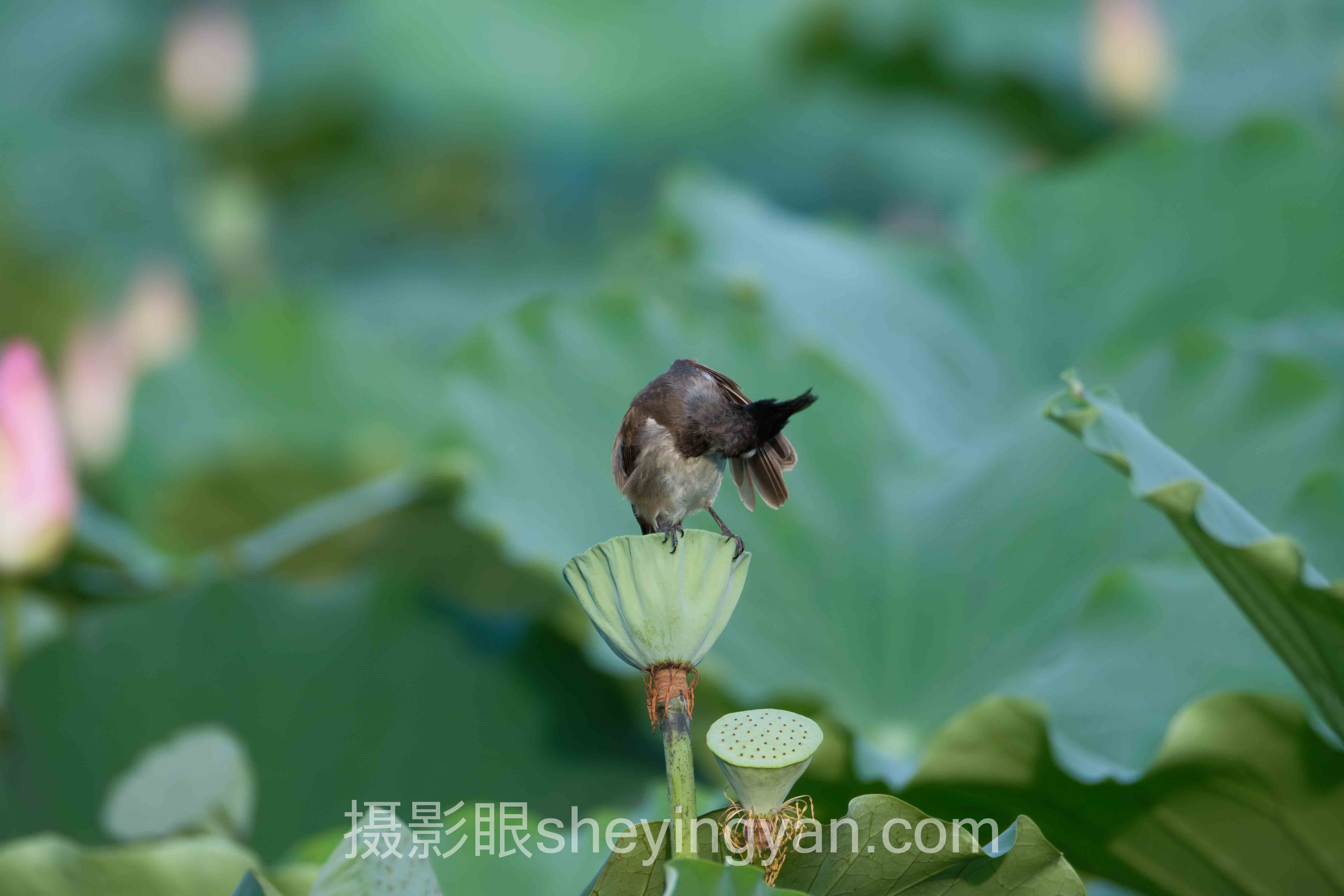 摄影眼作品赏析