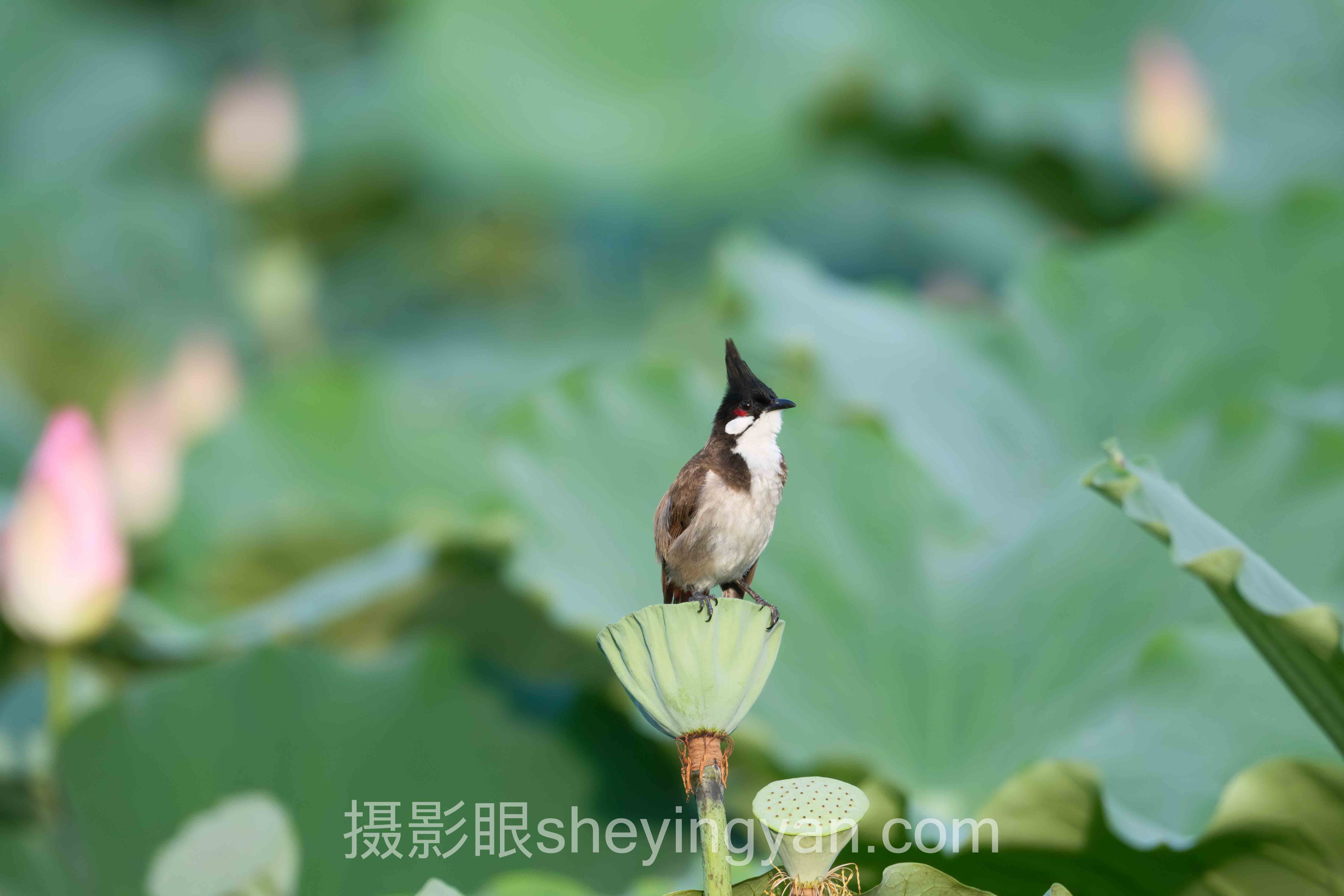 选照片点评平台不踩坑：多维度对比指南