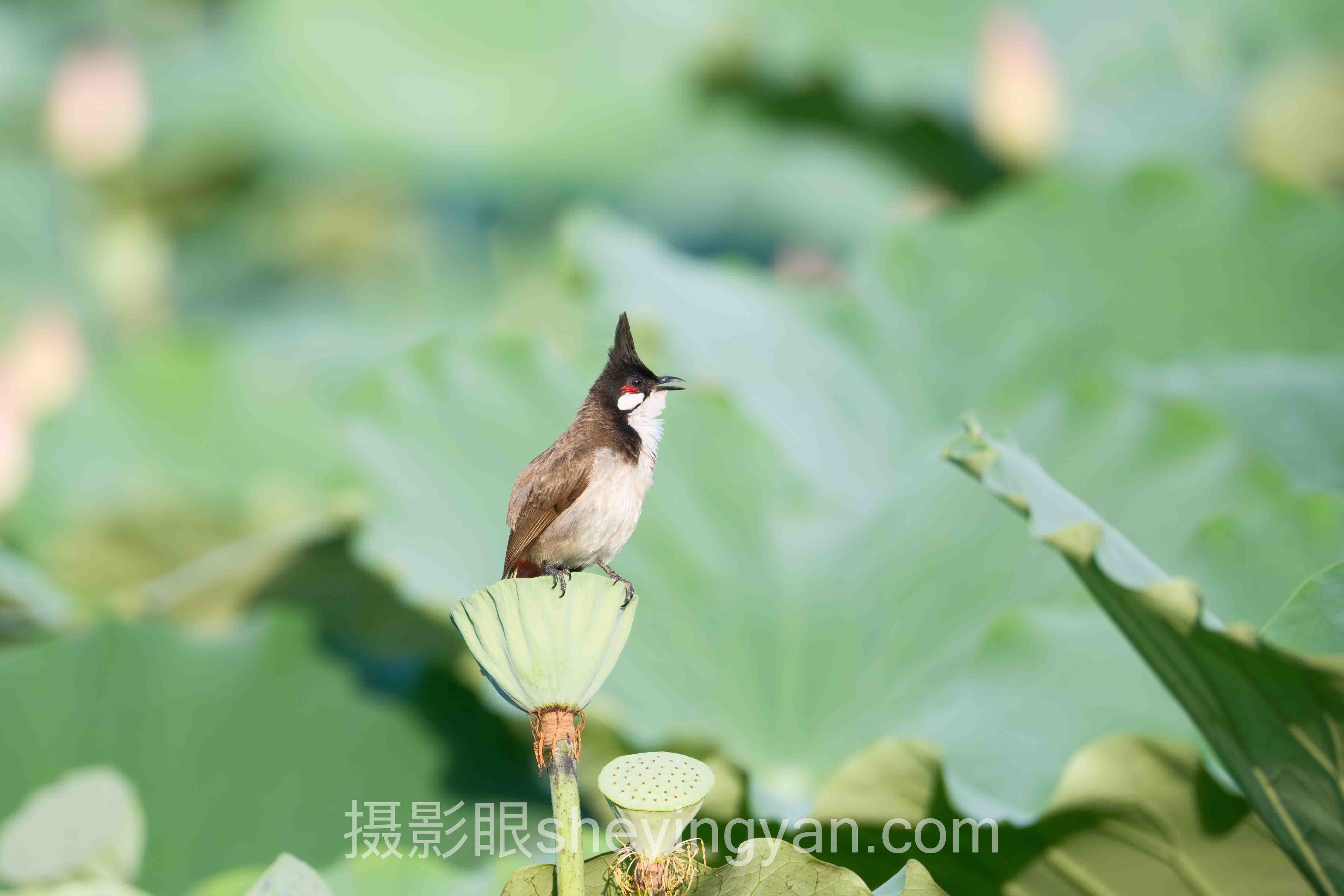 专家深度解读：零基础学摄影难吗的机遇与挑战