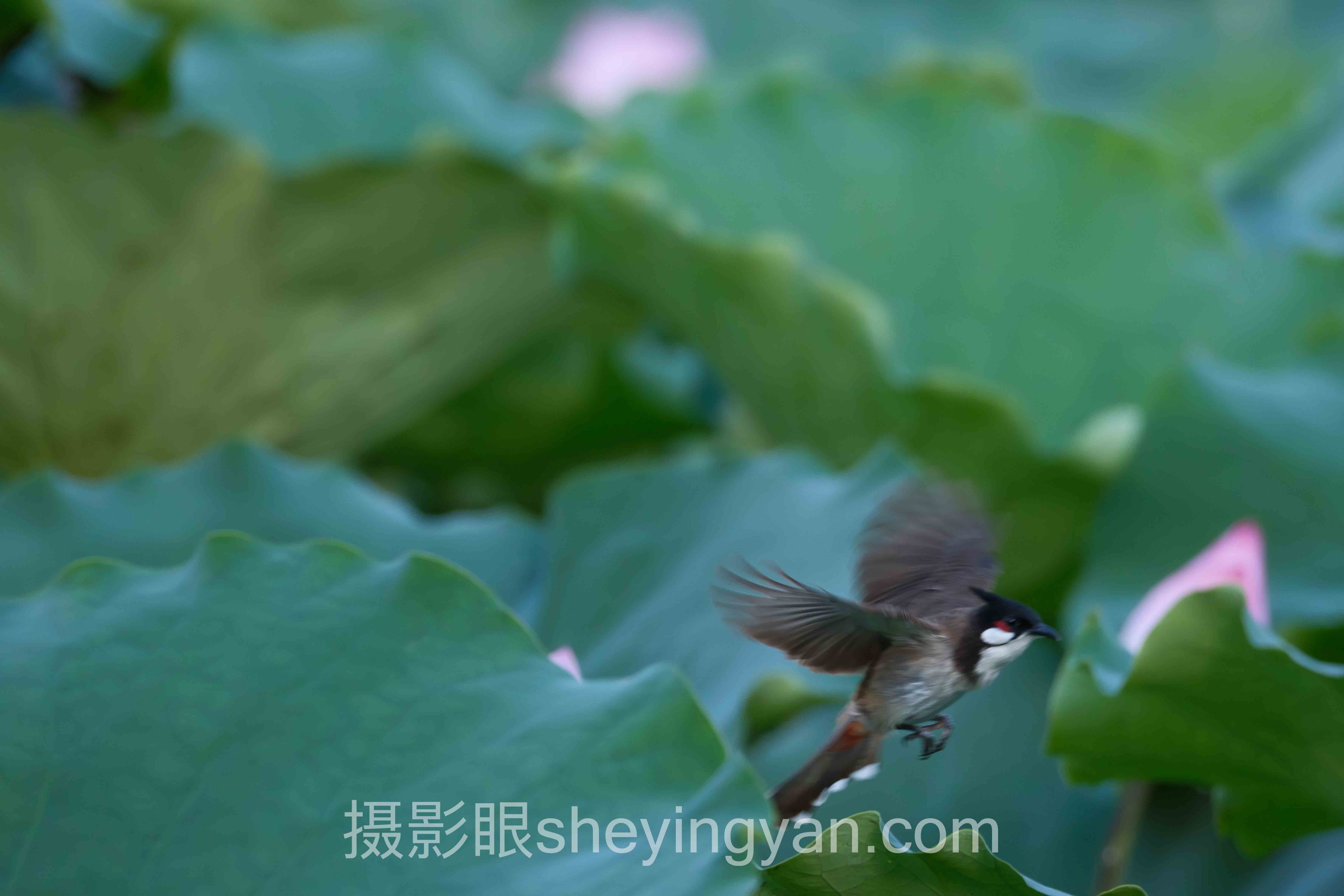 照片点评平台评价真的能帮你提升摄影水平吗？