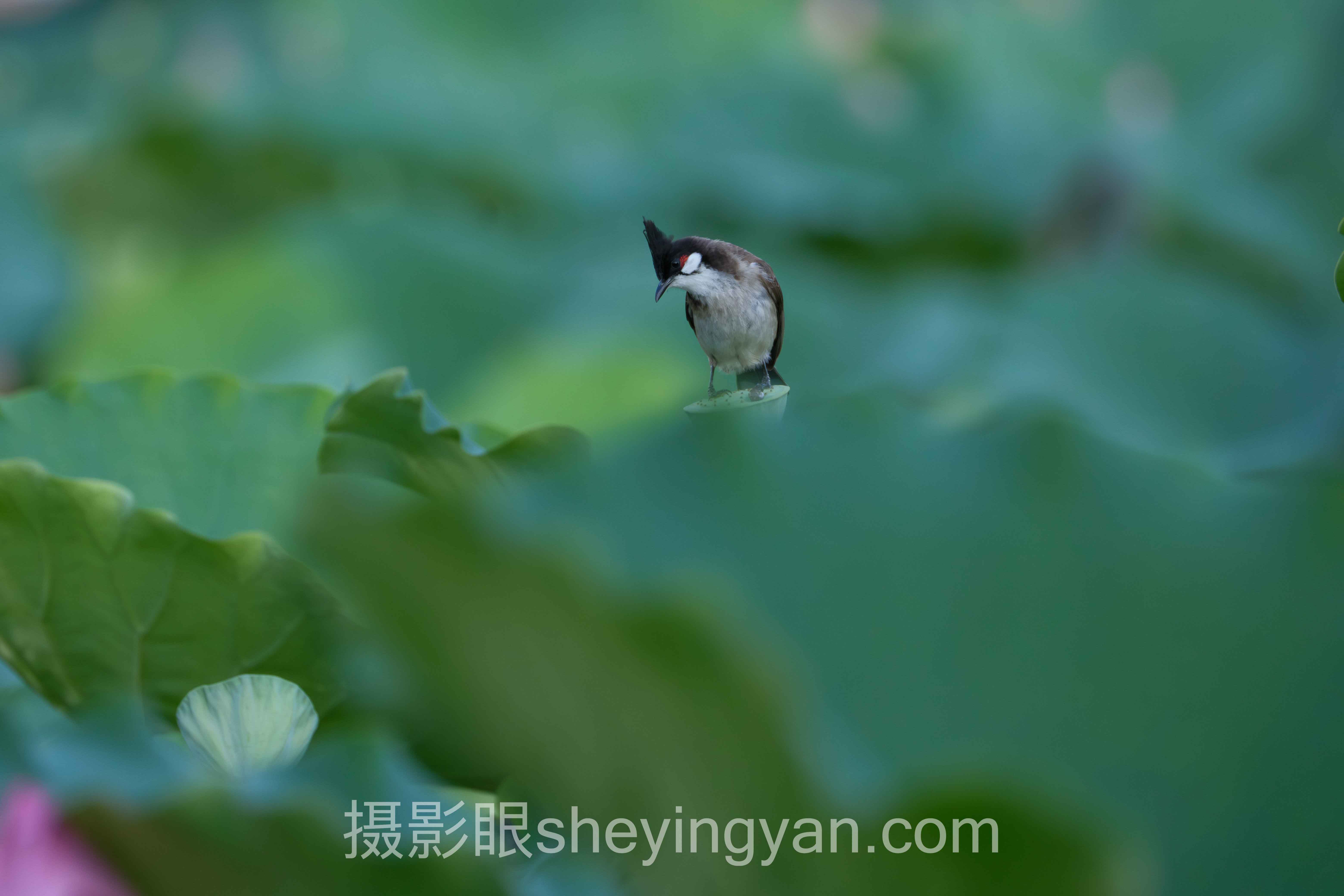 5个你必须了解的照片点评服务真相