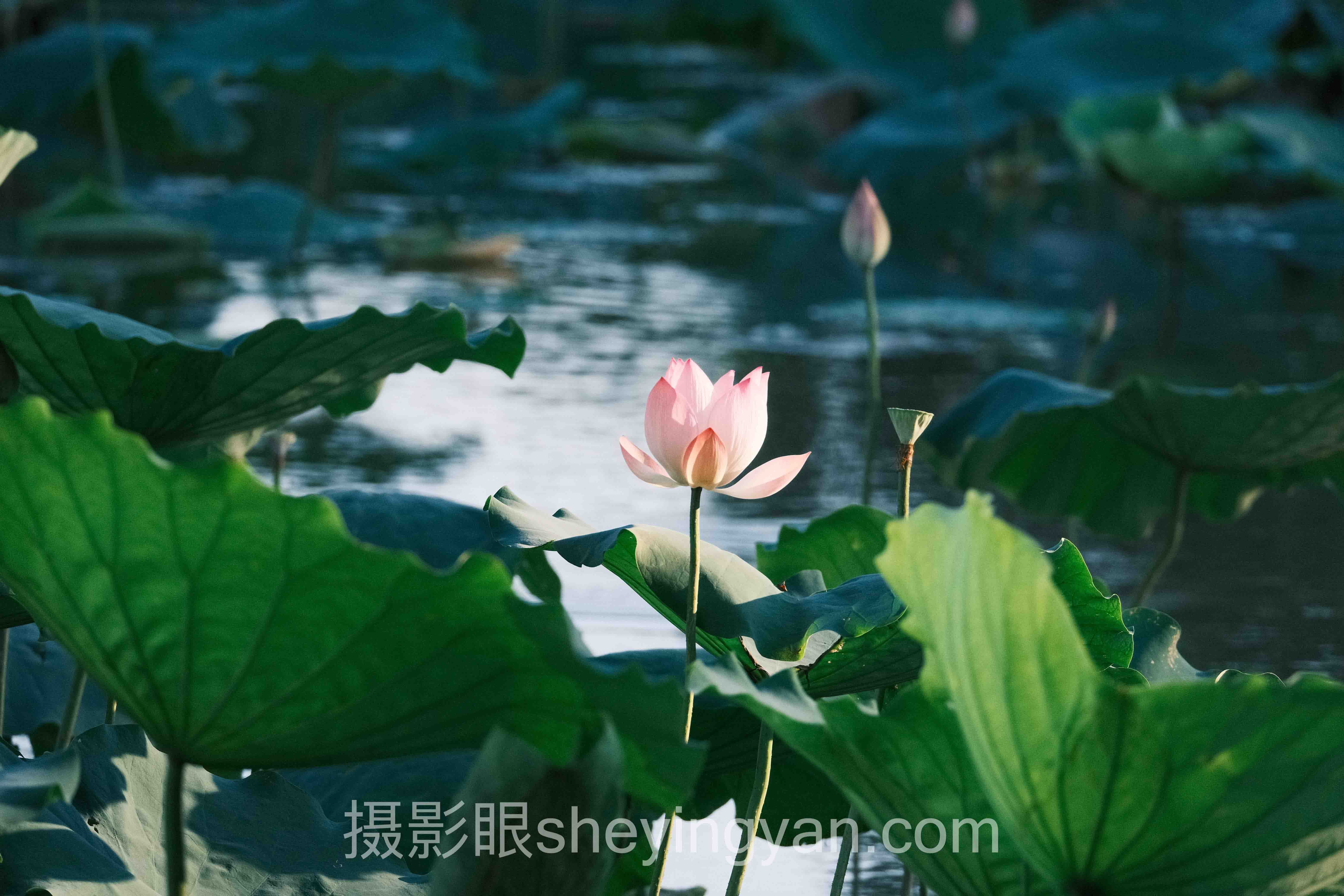 为什么说你拍的烂片，摄影照片点评老师三句话就能救活