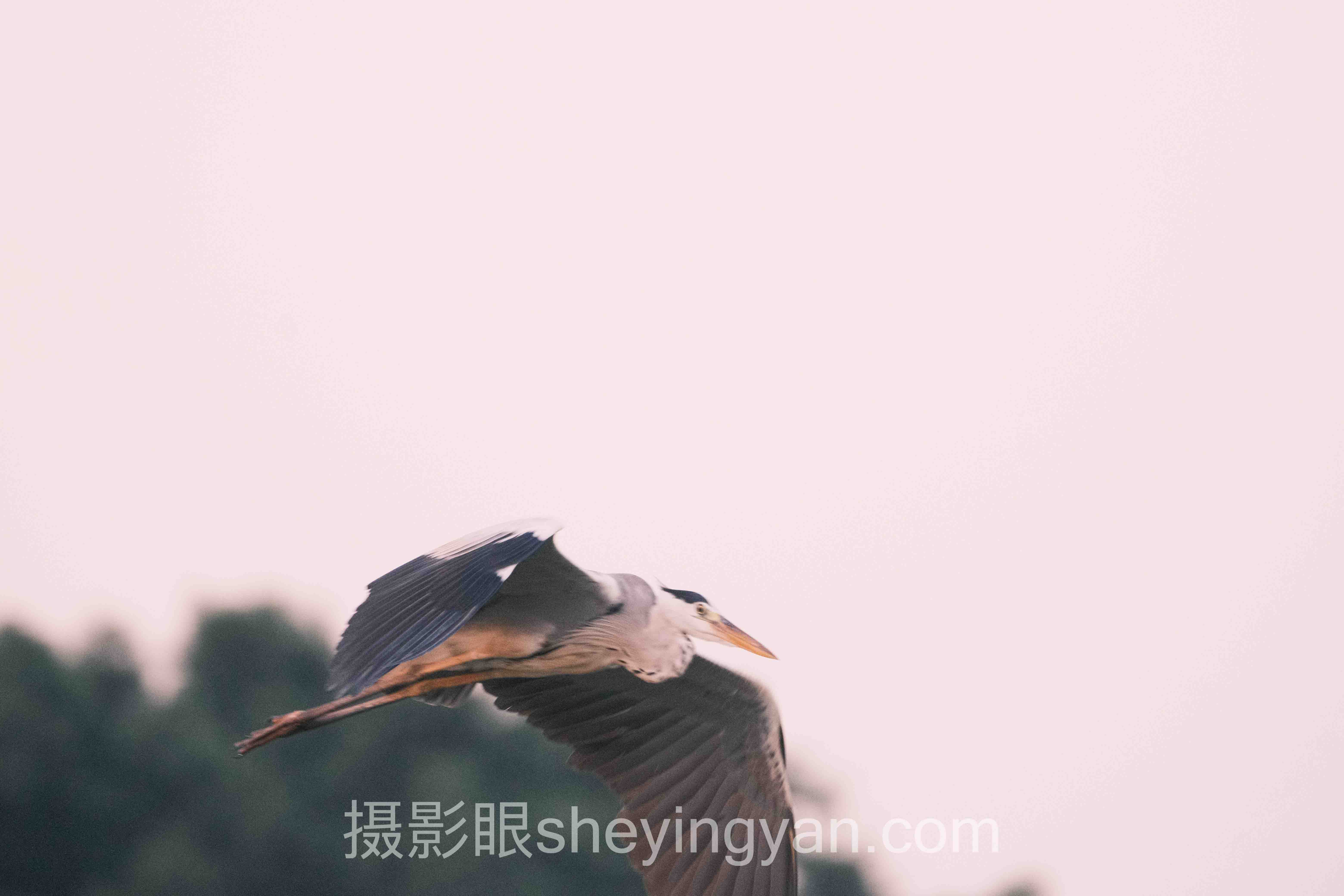 从案例看照片点评进化论：3个企业会员用AI评分实现从0到1的突围实录