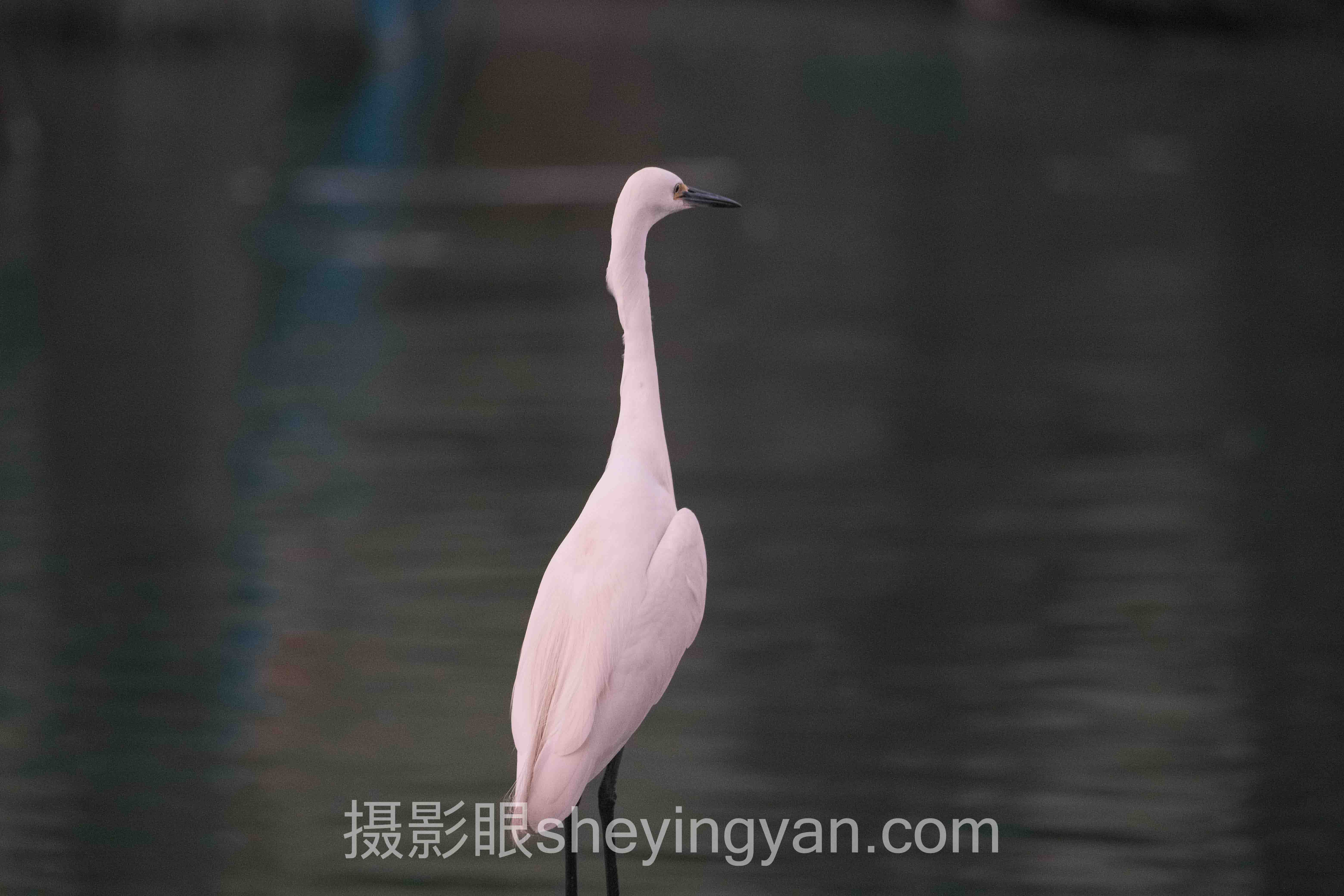 摄影眼平台官网