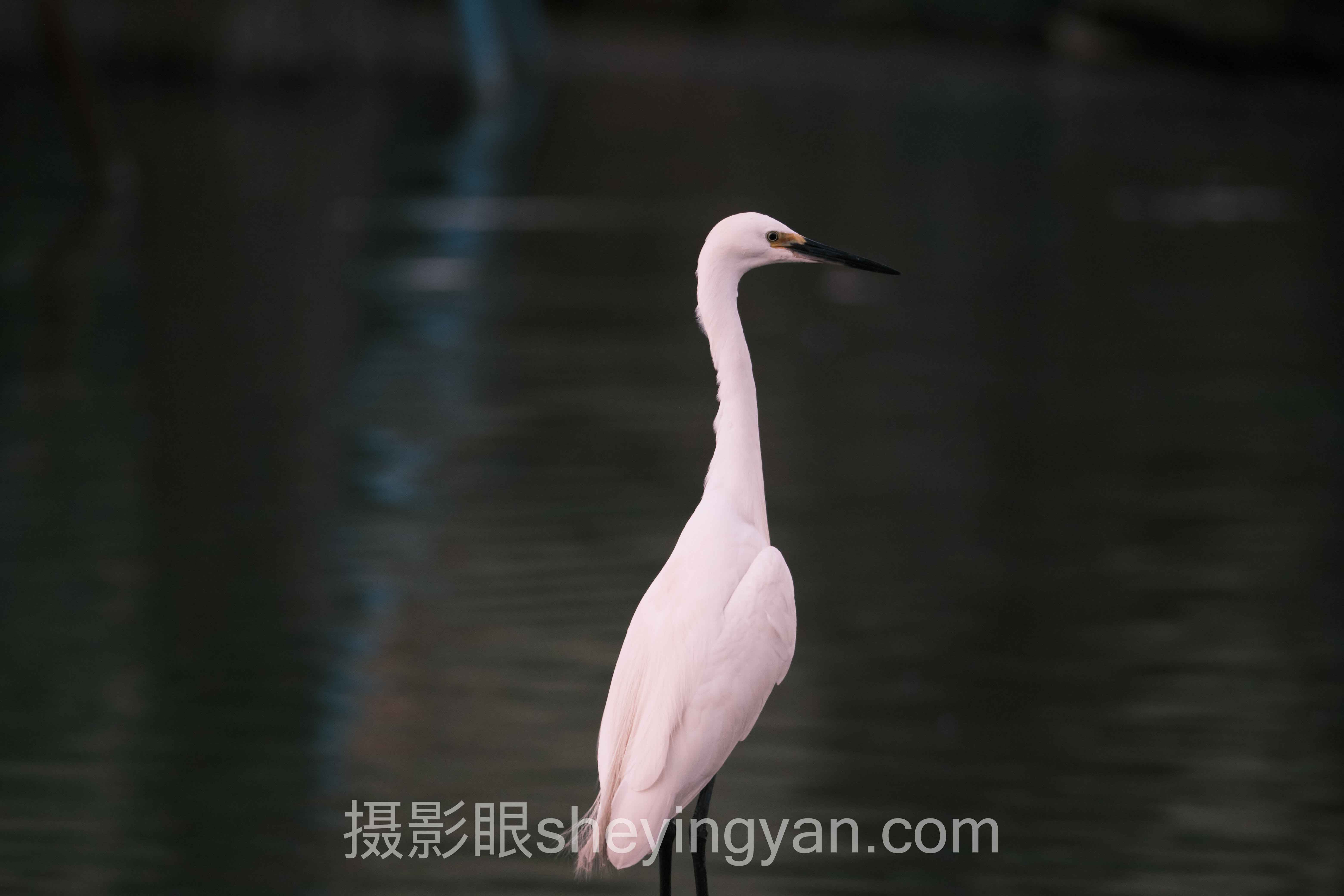 摄影眼平台分成比例