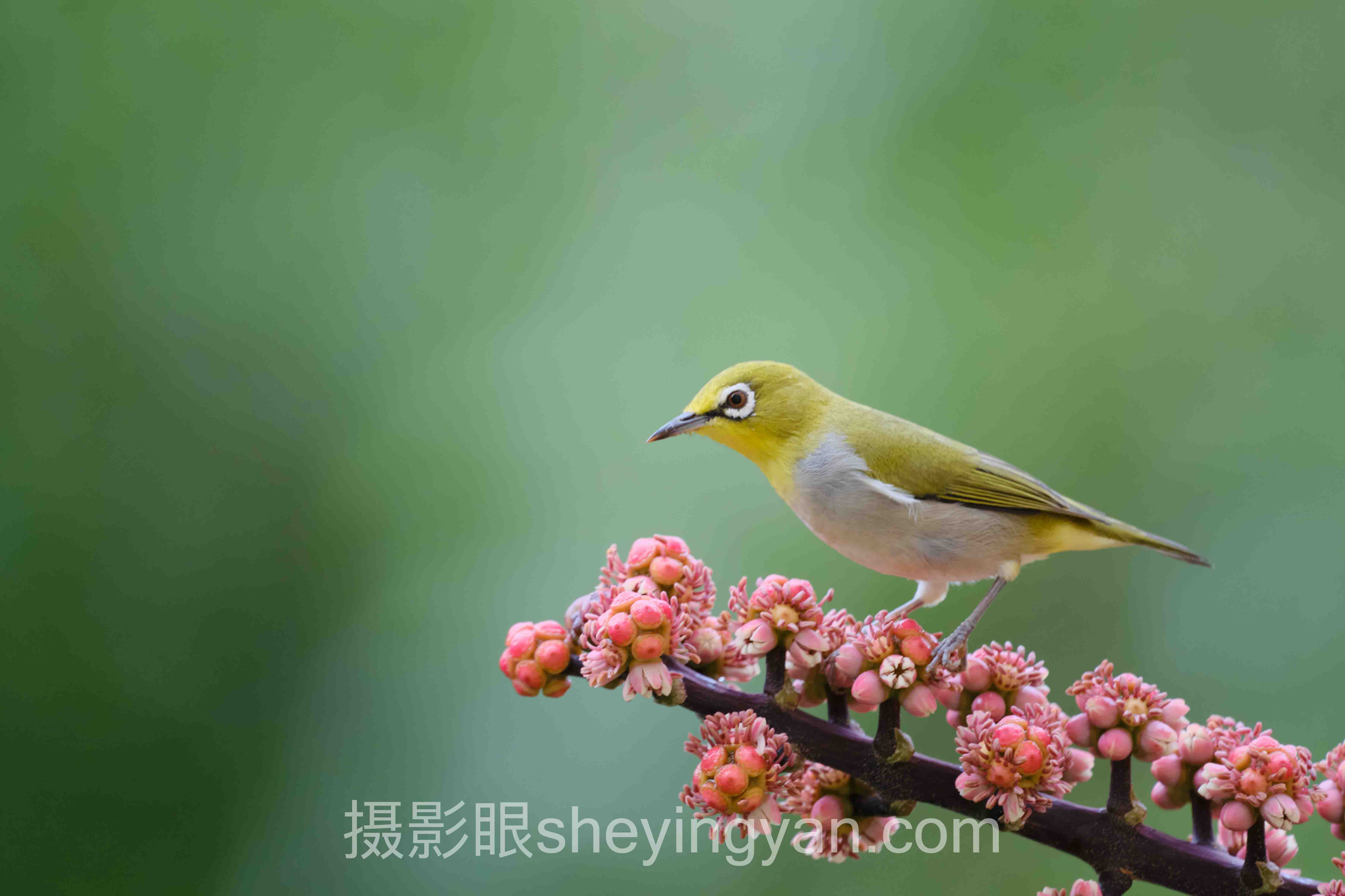 Unsplash摄影与照片点评平台深度评测：5种选择全面解析