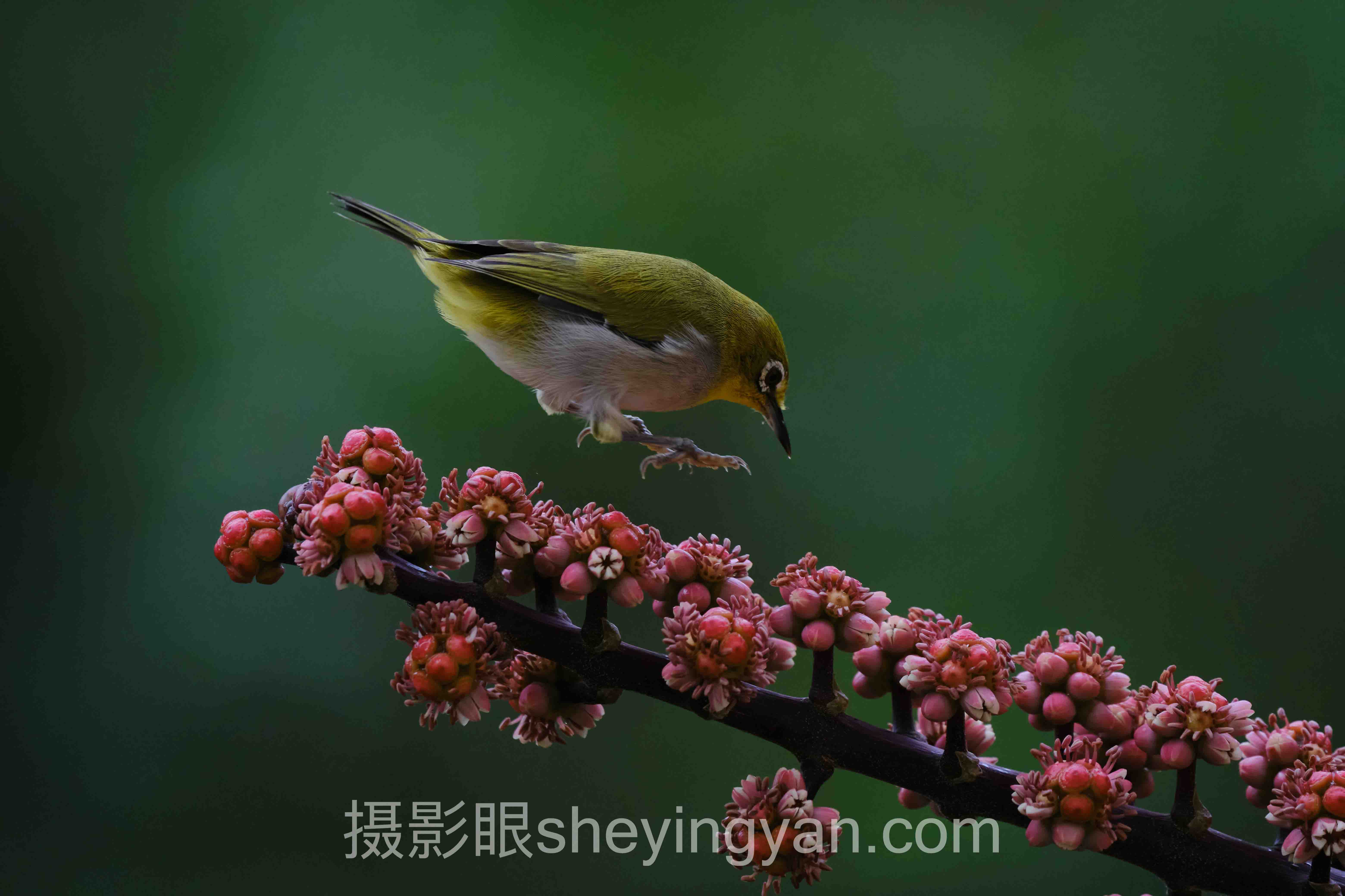 从0到1：摄影眼官网怎么注册的3个实操案例