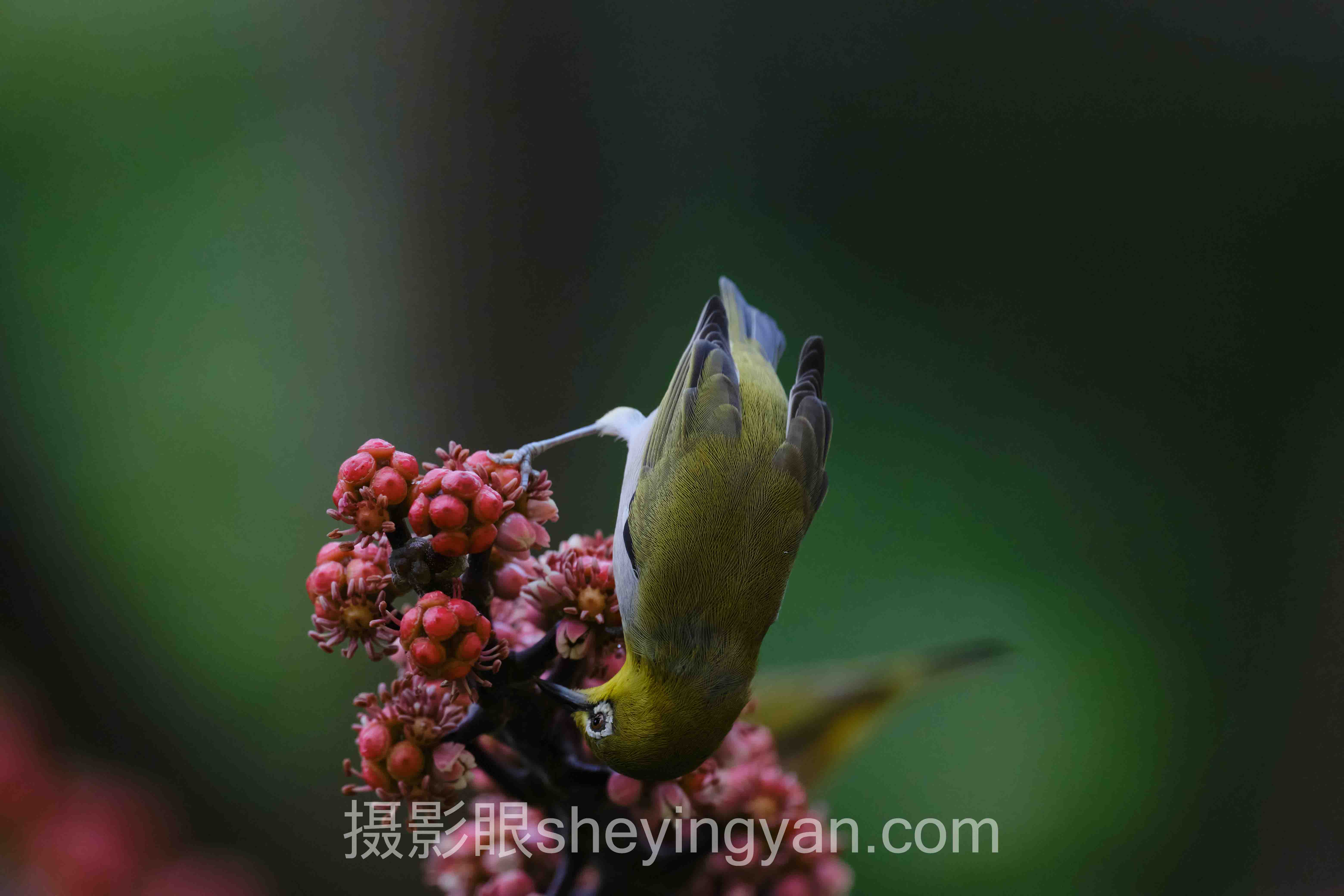 深度解析：怎么获得专业摄影点评的核心问题与答案