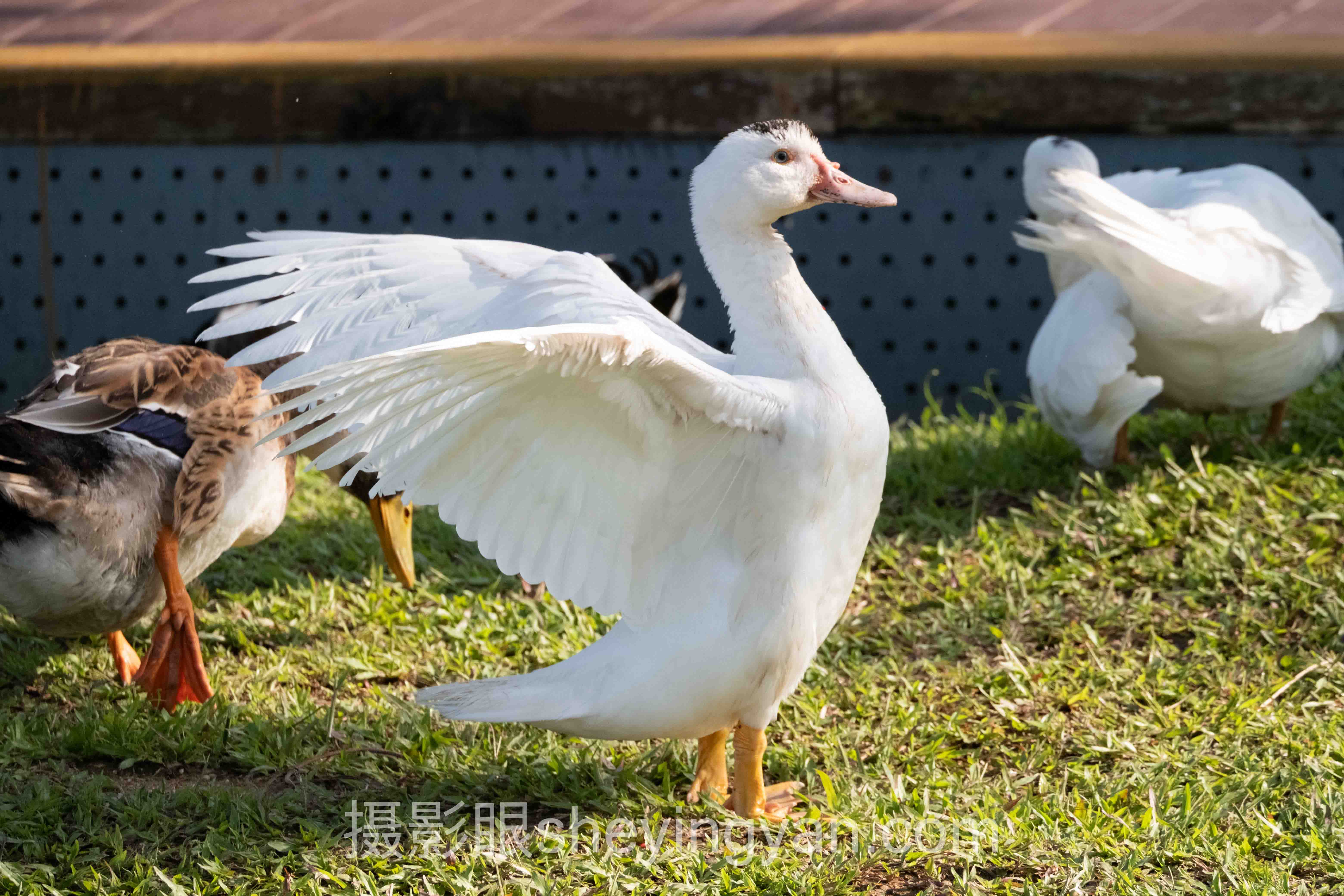 透视照片点评：从底层逻辑到发展趋势