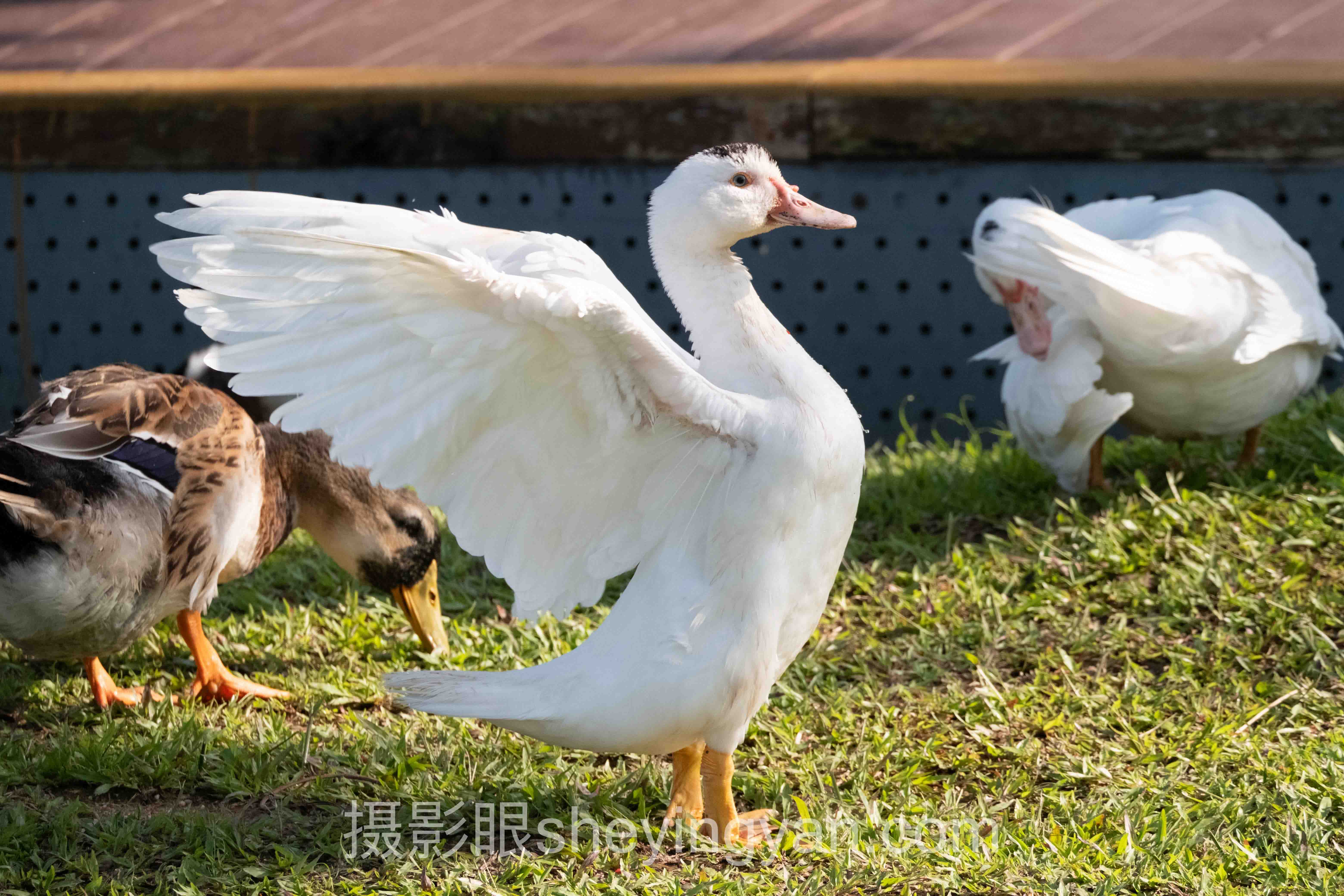 摄影比赛评分表模板深度分析：现状、挑战与未来趋势