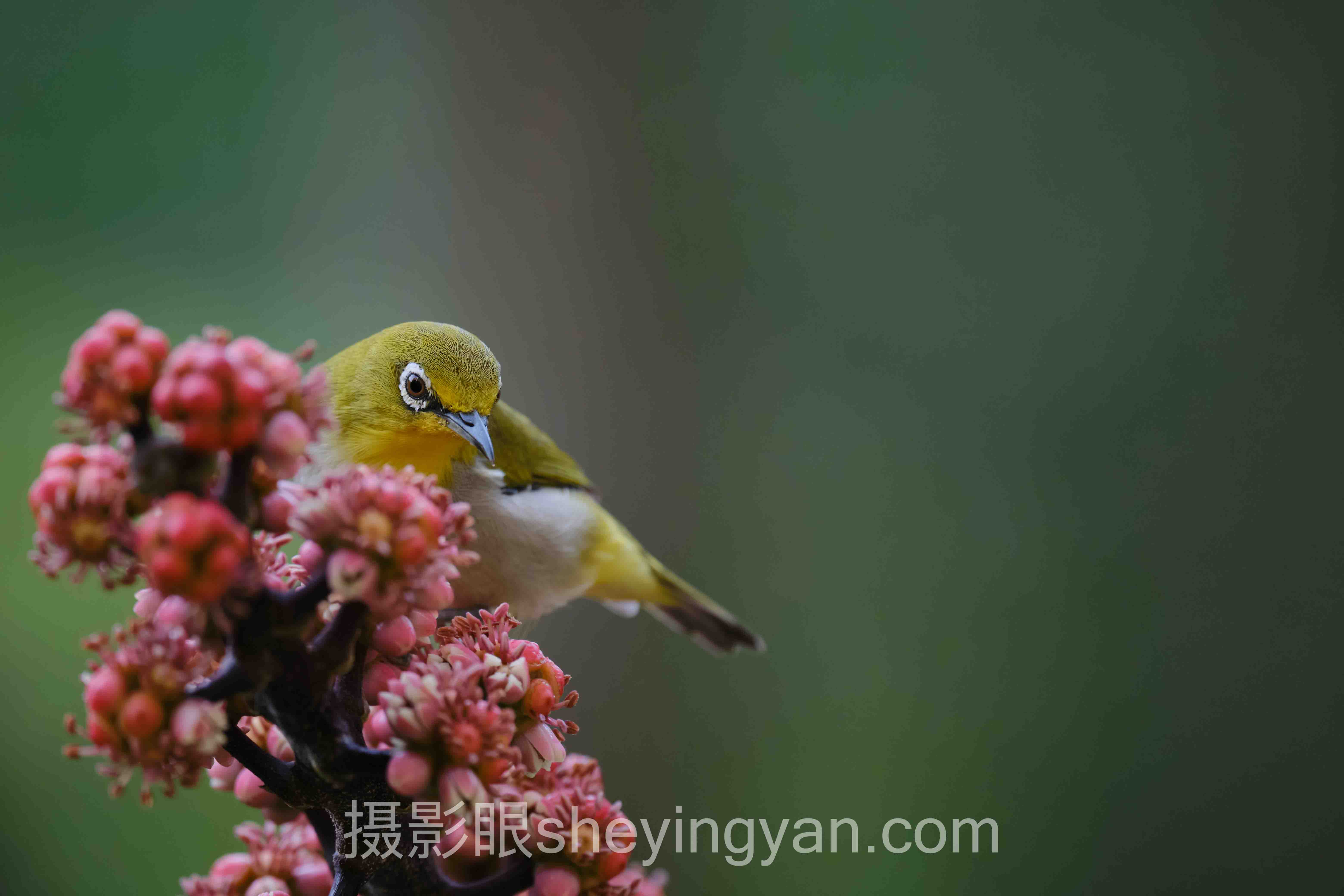 摄影眼官网sheyingyan.com课程入门：从零掌握视觉判断的核心机制