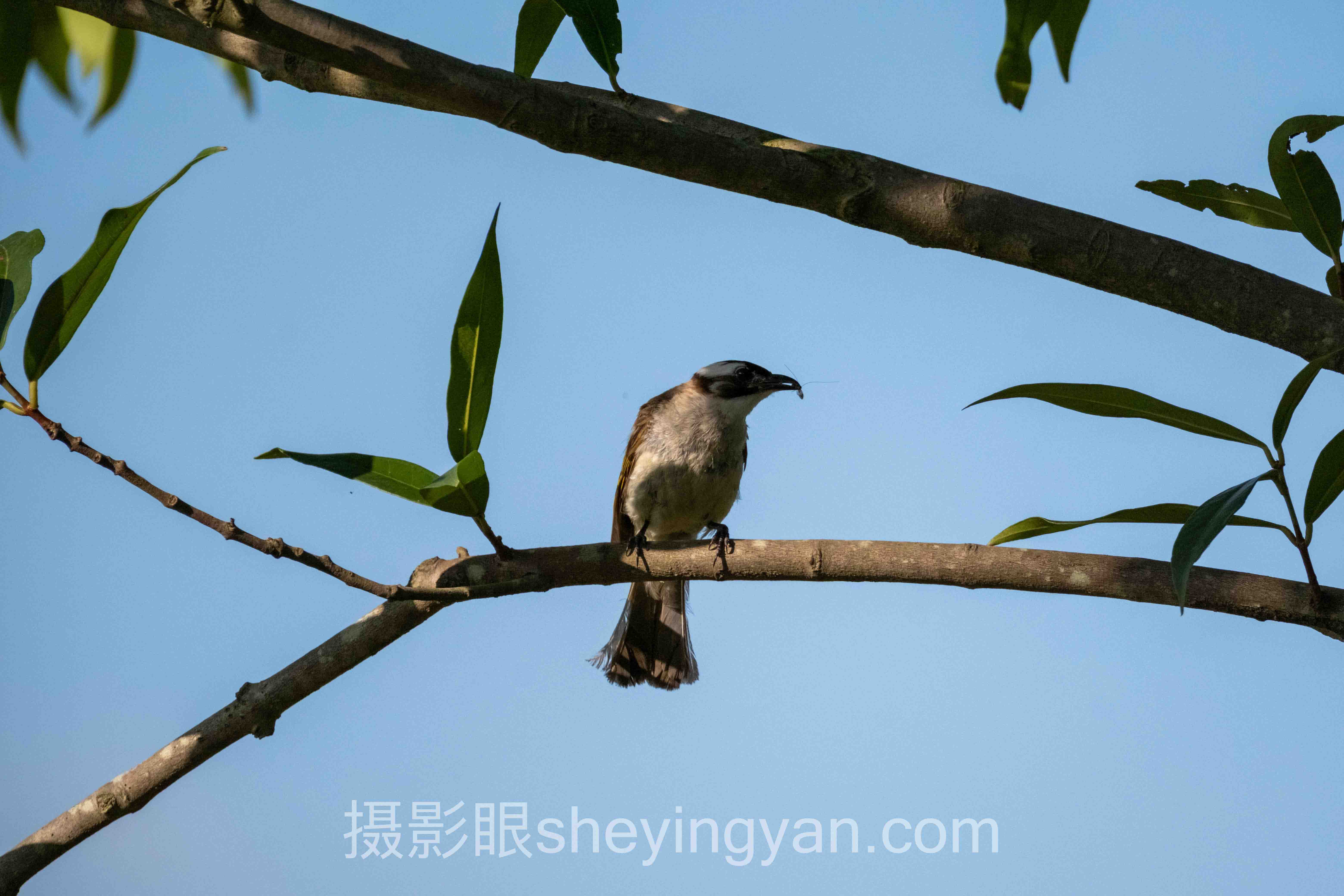 免费照片点评平台实战案例拆解：3个成功实践的共同规律