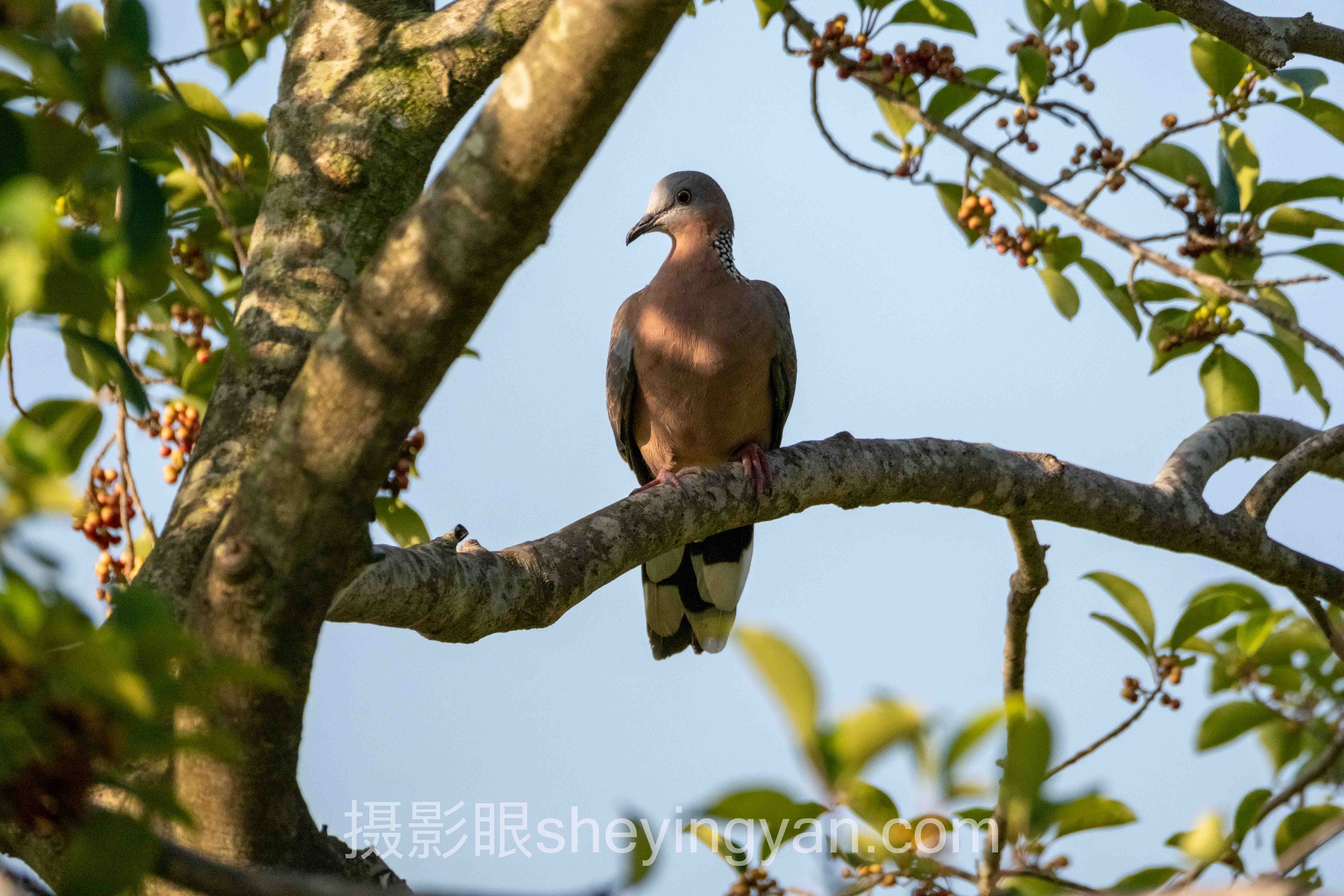 摄影眼平台分辨率全景解读：从模糊评分到精准诊断的破局之道